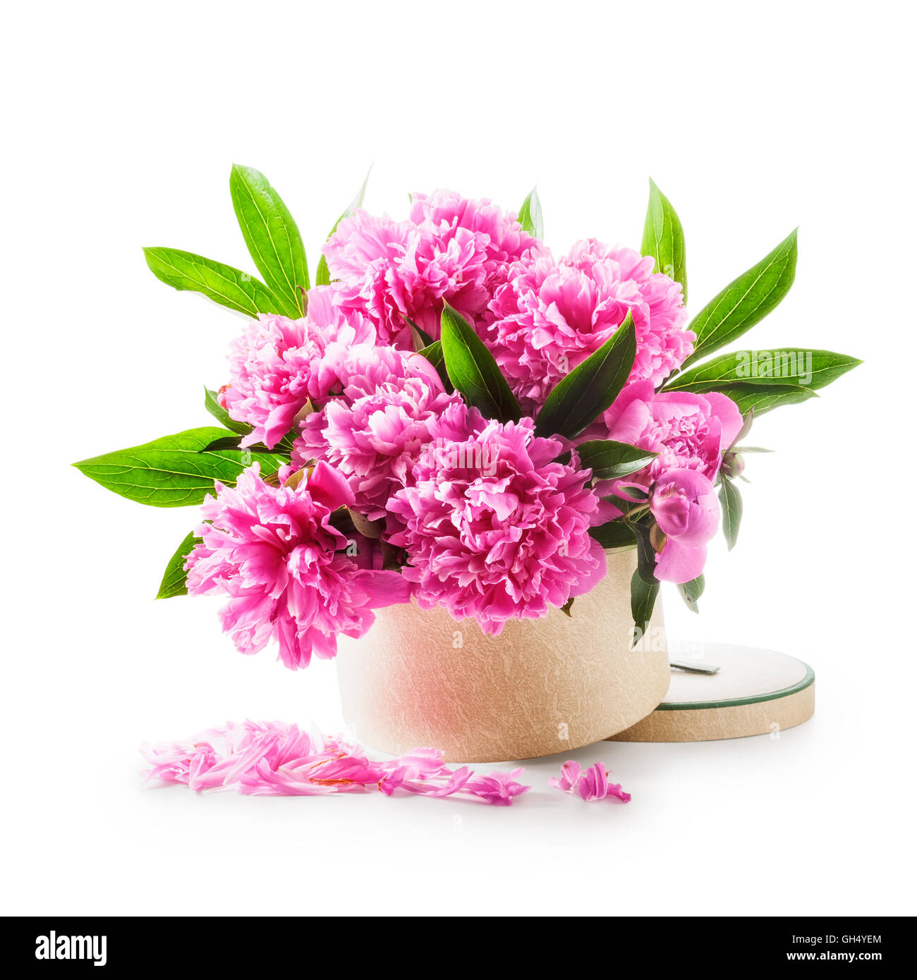 Peonia fiori. Romantico bouquet di peonie rosa in confezione regalo isolato su sfondo bianco percorso di clipping incluso. Holiday presente Foto Stock