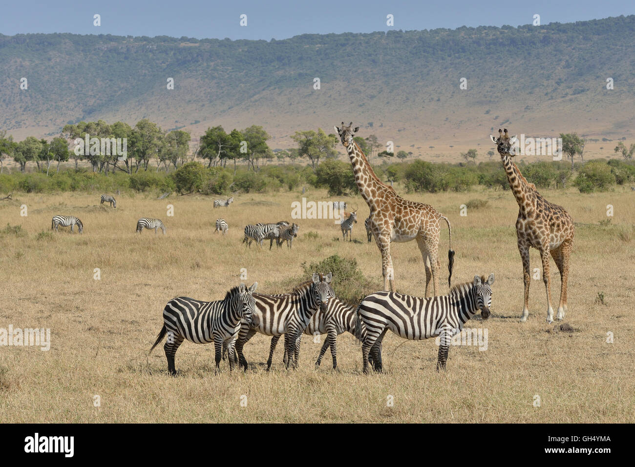 Zoologia / animali, mammifero (mammalia), Masai giraffe (Giraffa camelopardalis tippelskirchi) e pianure zebra (Equus quagga) nel Masai Mara, che Olololo scarpata, Kenya, Africa, Additional-Rights-Clearance-Info-Not-Available Foto Stock