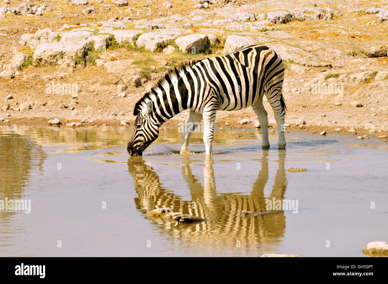 Zoologia / animali, mammifero (mammalia), pianure zebra (Equus quagga) sul waterhole di diminutivo Okevi, il Parco Nazionale di Etosha, Namibia, Africa, Additional-Rights-Clearance-Info-Not-Available Foto Stock