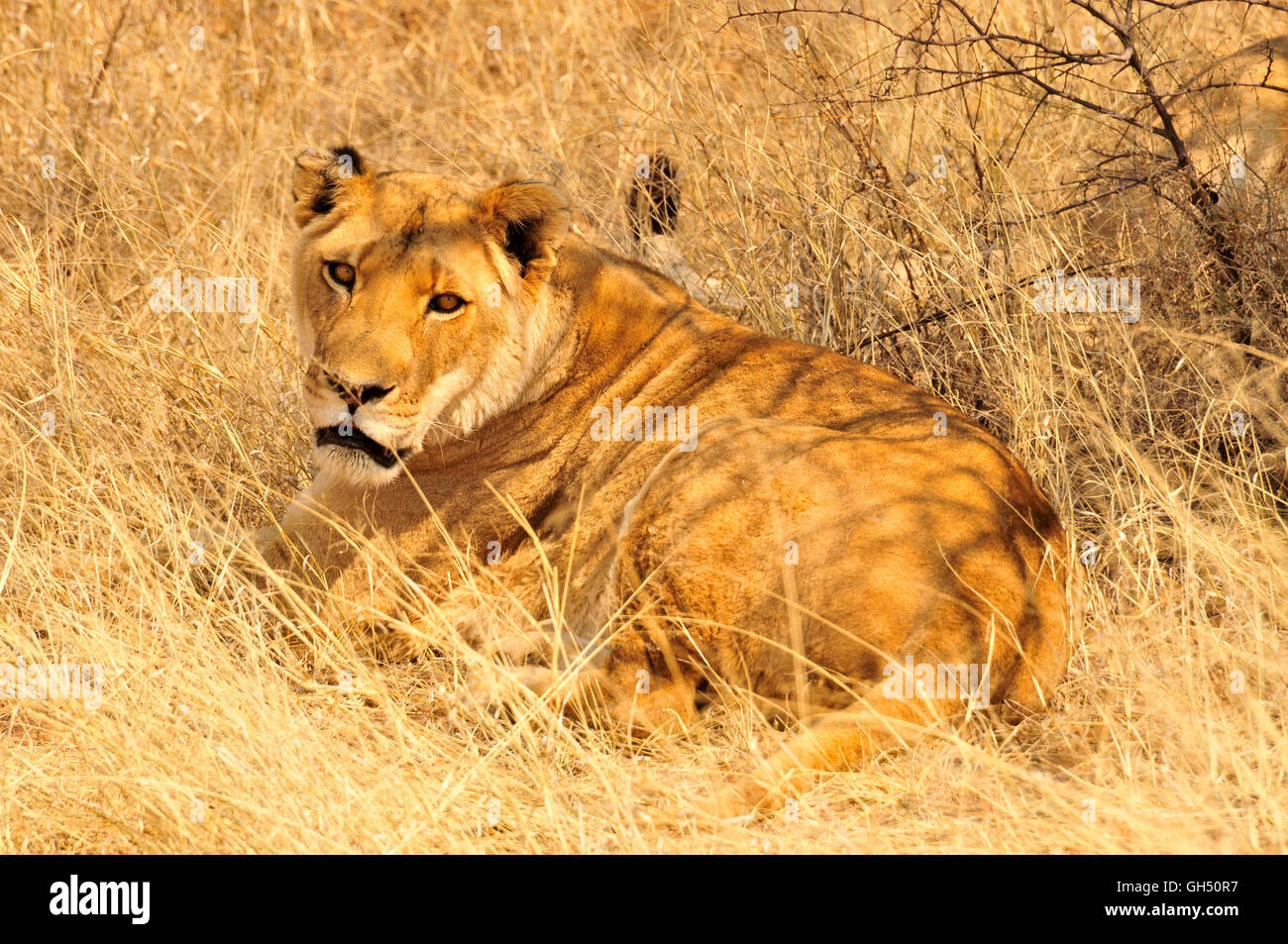 Zoologia / animali, mammifero (mammalia), Lion (Panthera Leo) sul terreno della fattoria di visitatori l'Okonjima, Namibia, Africa, Additional-Rights-Clearance-Info-Not-Available Foto Stock
