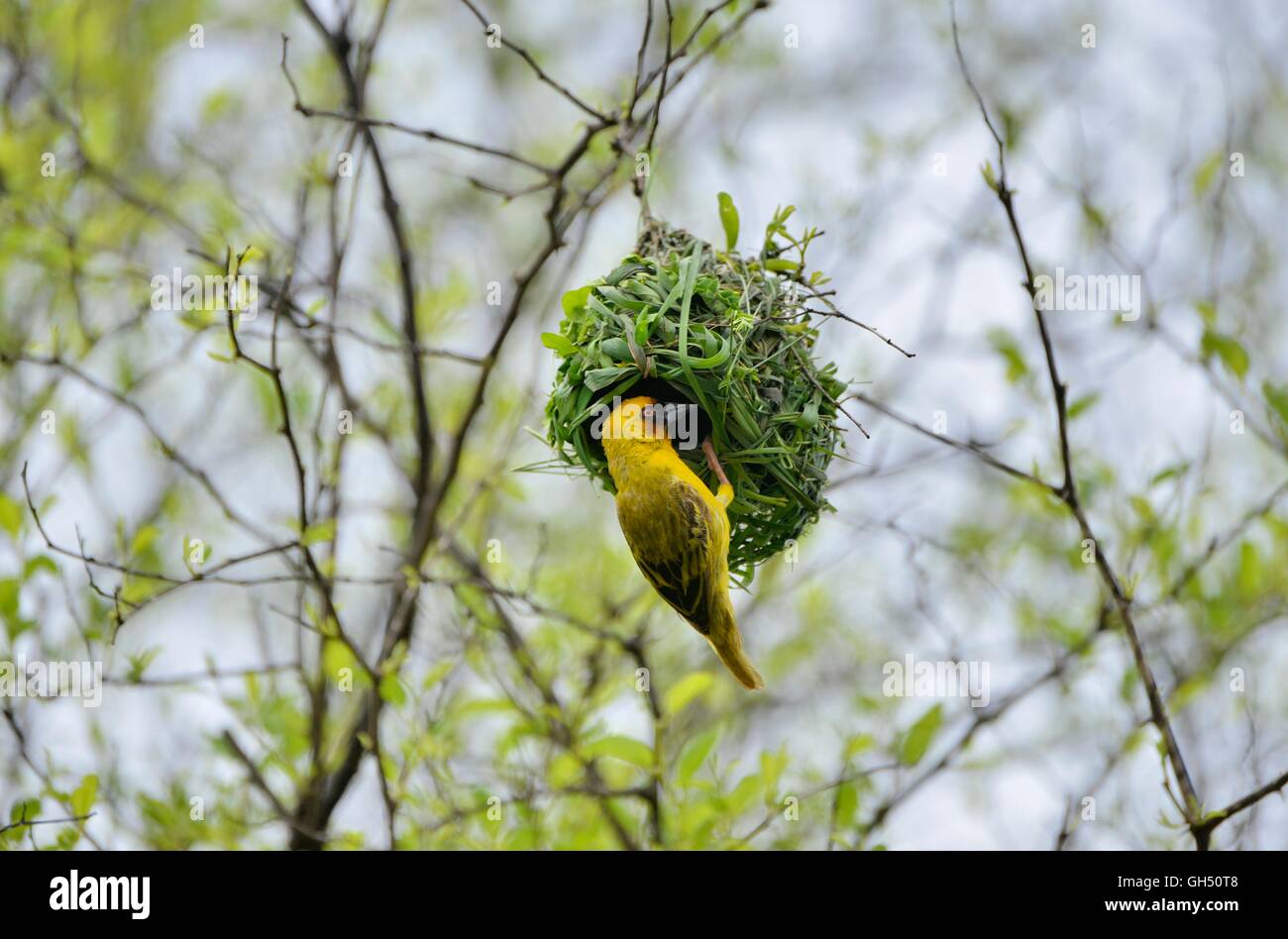 Zoologia / animali, uccelli (Aves), Golden Weaver (Ploceus subaureus) costruire al suo nido, vicino a Salalah, Dhofar Governatorato, Oman, Est Additional-Rights-Clearance-Info-Not-Available Foto Stock