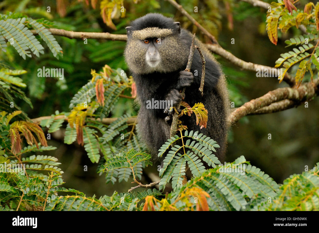 Zoologia / animali, mammifero (mammalia), blue monkey (Cercopithecus mitis) in una struttura ad albero, Nyungwe Forest National Park, Ruanda, Africa, Additional-Rights-Clearance-Info-Not-Available Foto Stock