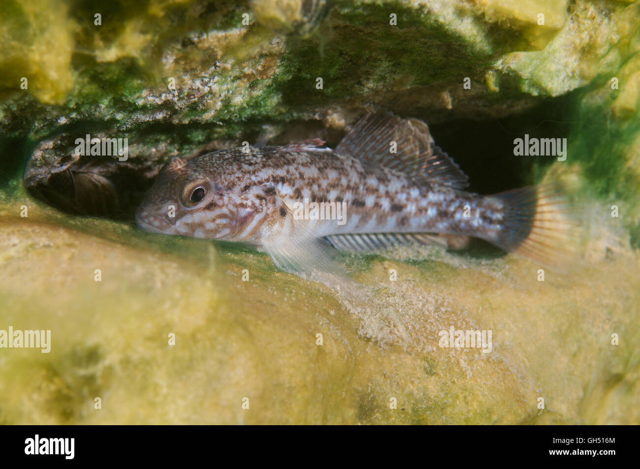 Round ghiozzo, pezzata nera ghiozzo, Caspian round ghiozzo o lo zenzero ghiozzo (Neogobius melanostomus) Europa orientale Foto Stock