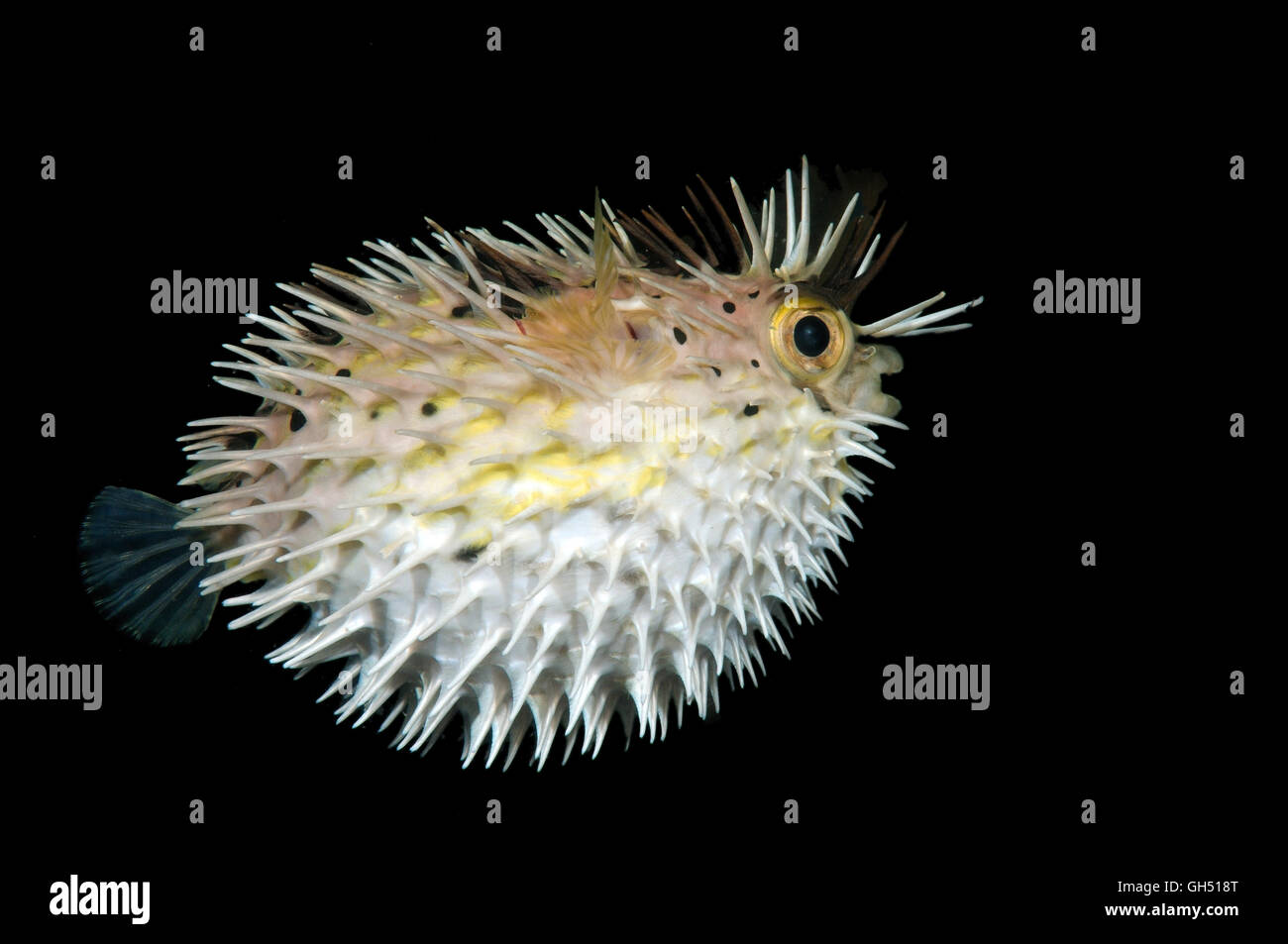 Lungo la colonna vertebrale, porcupinefish Longspined porcupinefish o Freckled porcupinefish (Diodon holocanthus) Indo-pacifico, Filippine Foto Stock
