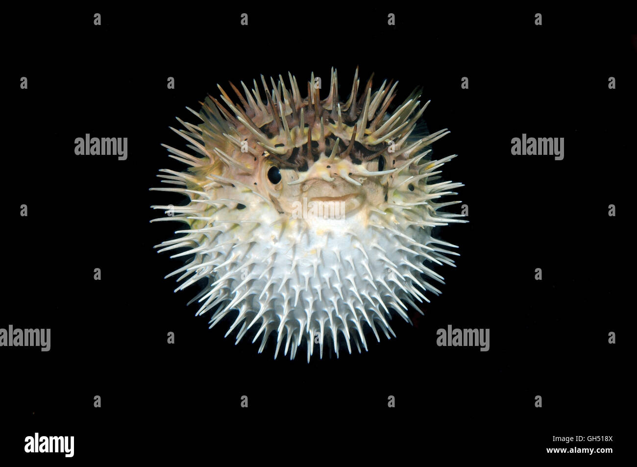 Lungo la colonna vertebrale, porcupinefish Longspined porcupinefish o Freckled porcupinefish (Diodon holocanthus) Indo-pacifico, Filippine Foto Stock
