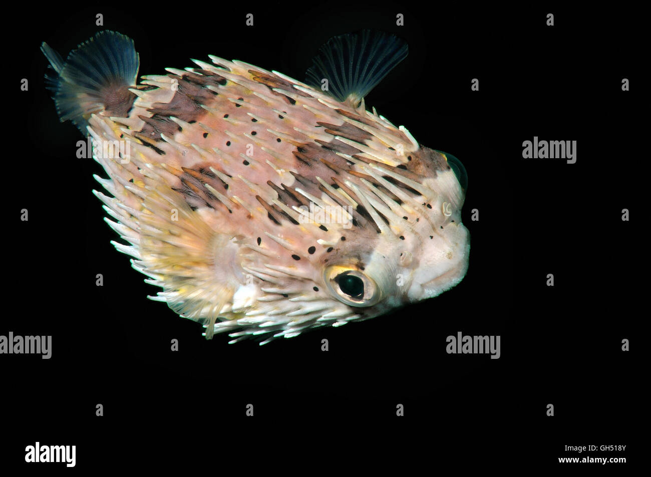 Lungo la colonna vertebrale, porcupinefish Longspined porcupinefish o Freckled porcupinefish (Diodon holocanthus) Indo-pacifico, Filippine Foto Stock