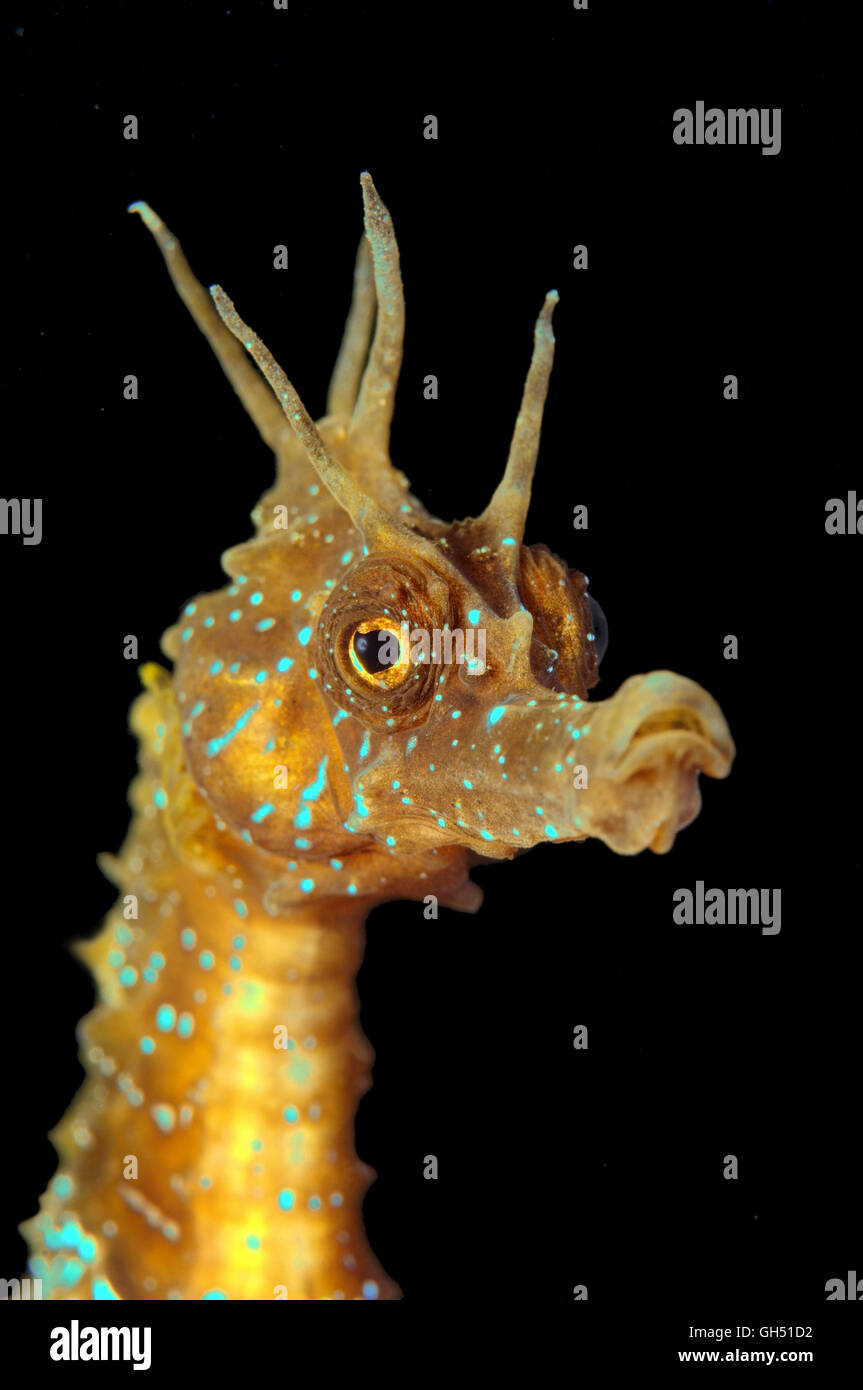 Ritratto di un cavalluccio marino Maned o lunga snouted seahorse (Hippocampus guttulatus) Mar Nero Foto Stock