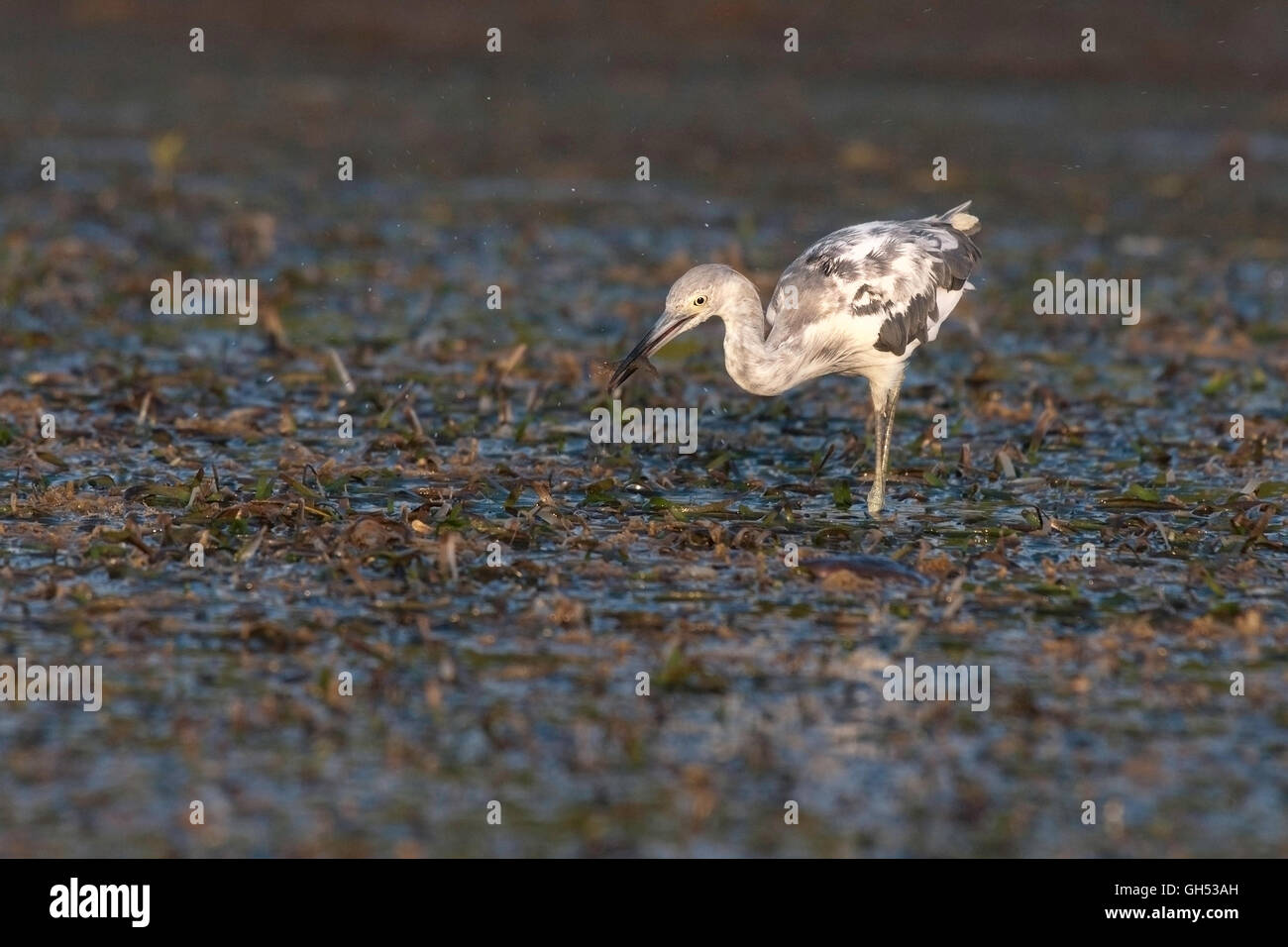 Un giovane poco airone cenerino dà la caccia per il cibo in seagrasses. Foto Stock