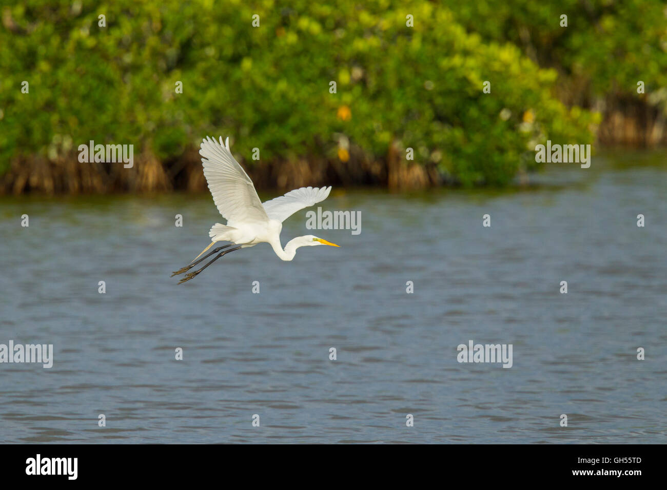 Airone bianco maggiore Ardea alba San Blas, Nayarit, Messico 7 giugno adulti in allevamento piumaggio lasciando colonia di allevamento di mangrovie. Ar Foto Stock