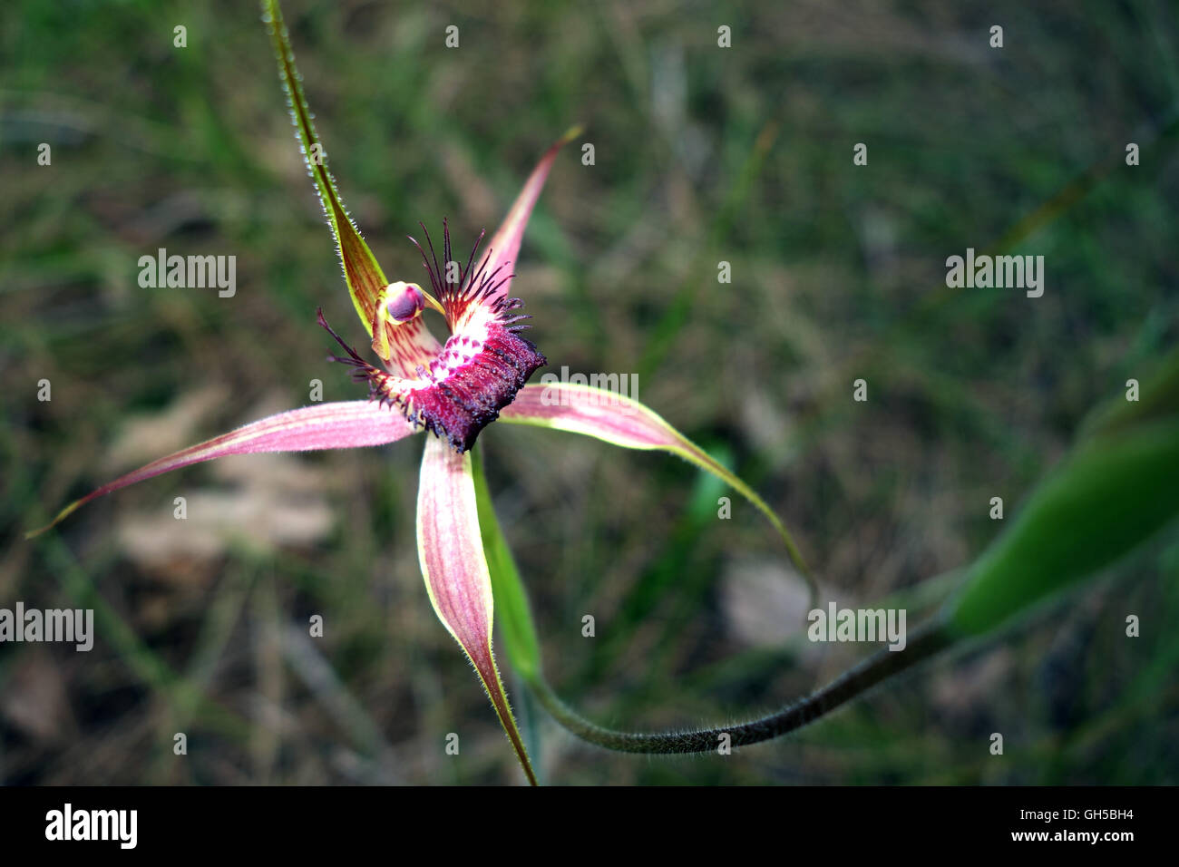 Giostra spider orchid (Caladenia arenicola), la molla di fiori selvaggi al Wireless Hill Park, Perth, Western Australia Foto Stock