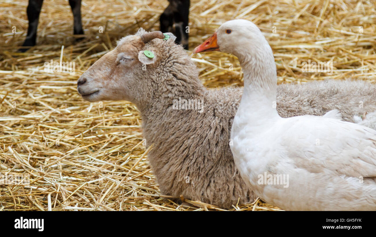 Pecore e oche insieme in modo stabile su un letto di paglia Foto Stock