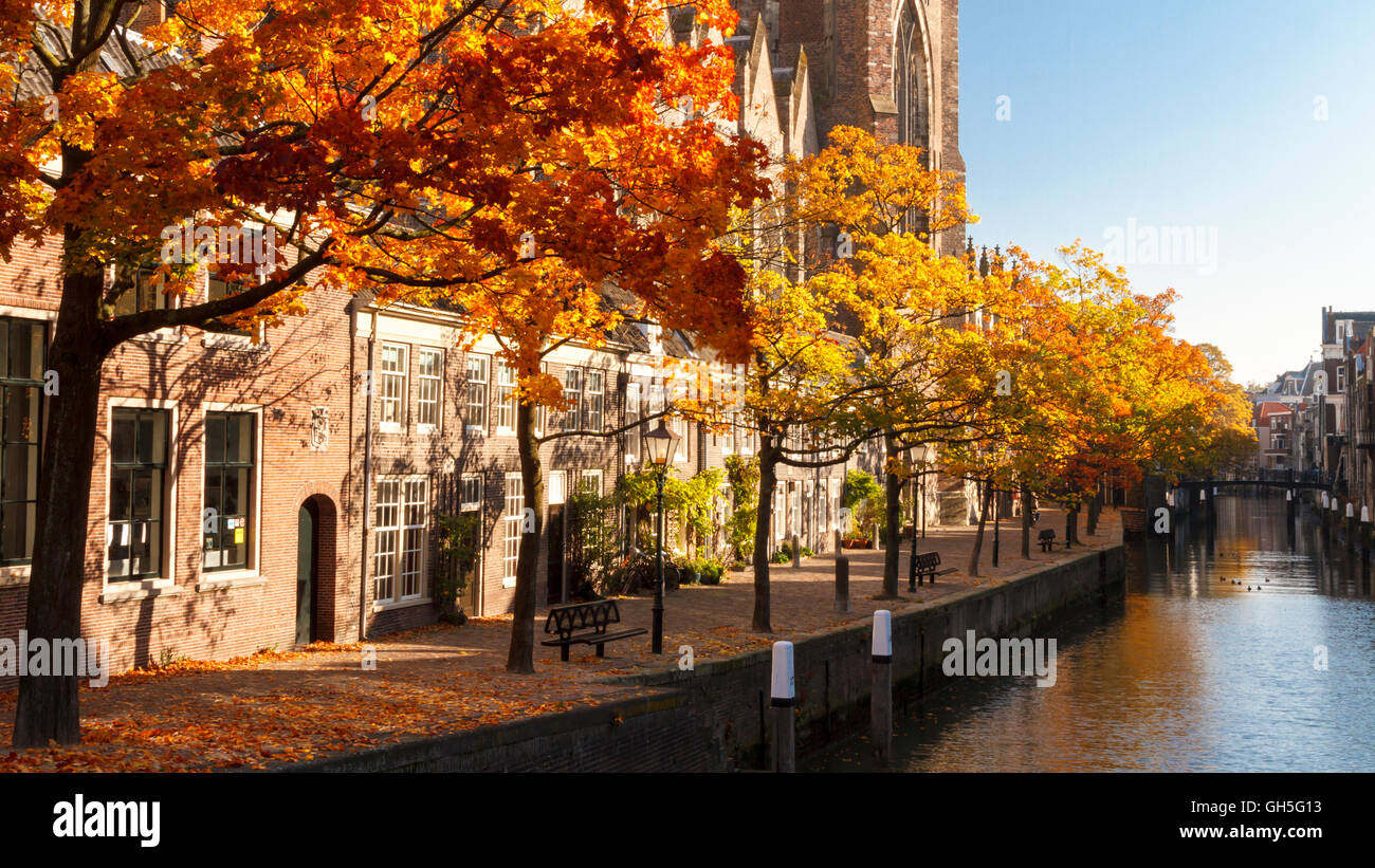 Colori d'autunno foglie degli alberi accanto alla cattedrale di Dordrecht. Foto Stock