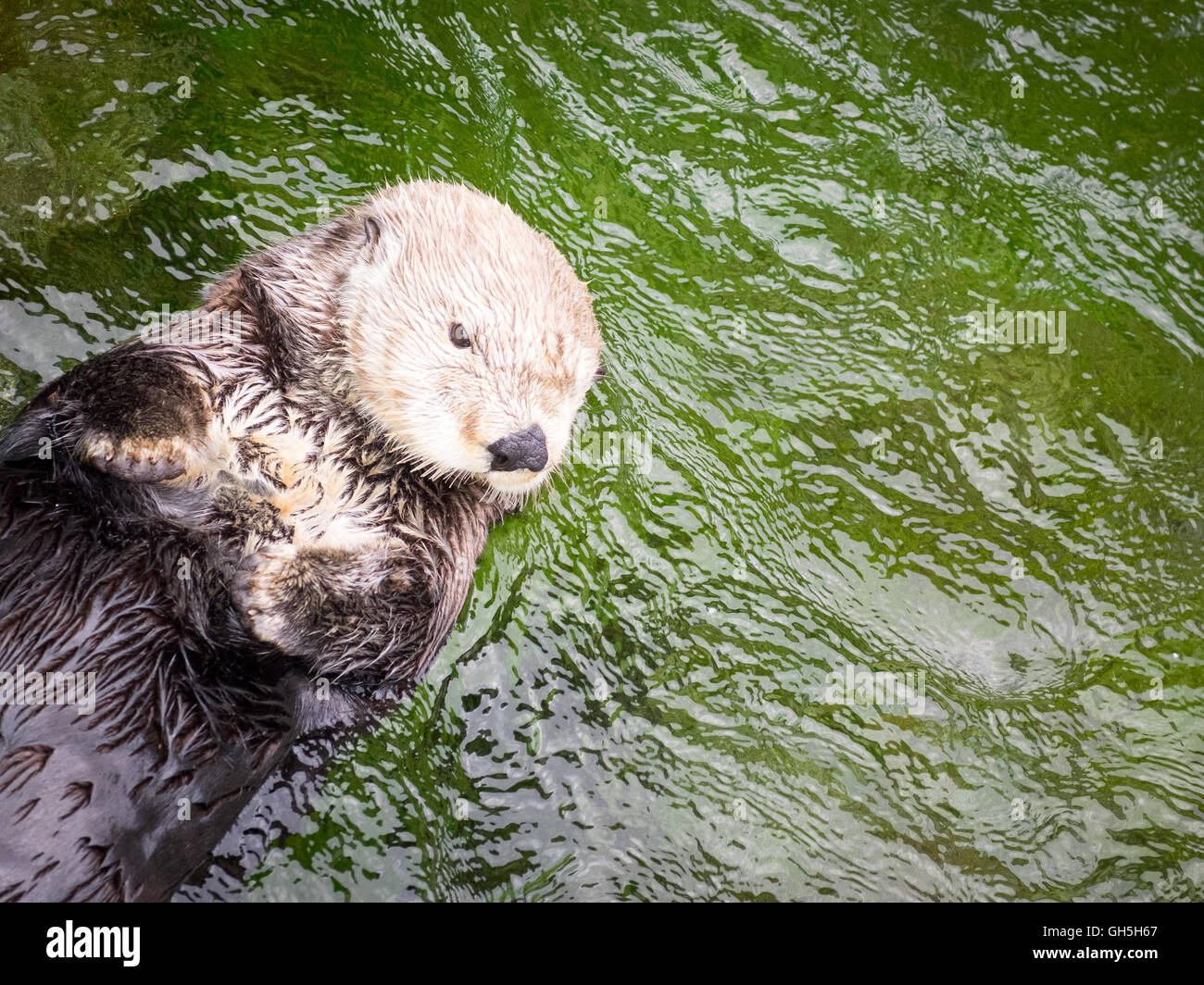 Una femmina di Sea Otter (Enhydra lutris) presso il Vancouver Aquarium di Vancouver, British Columbia, Canada. Foto Stock