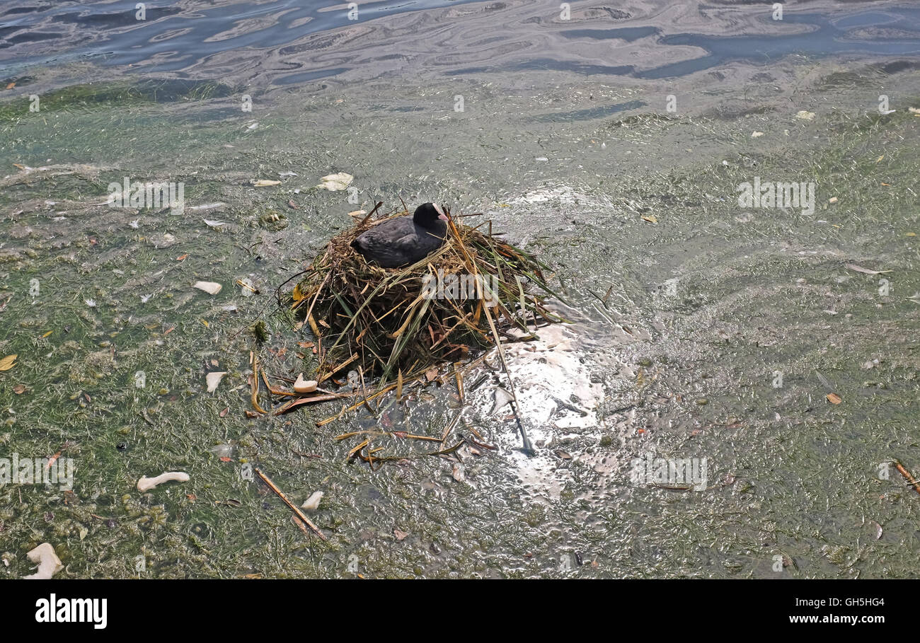 Moorhen adulto su un nido Mewsbrook parco pubblico Rustington Littlehampton SUSSEX REGNO UNITO Foto Stock