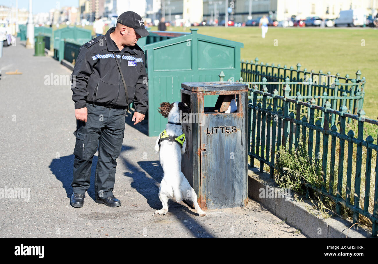 Sniffer di polizia cane in azione con il gestore Foto Stock