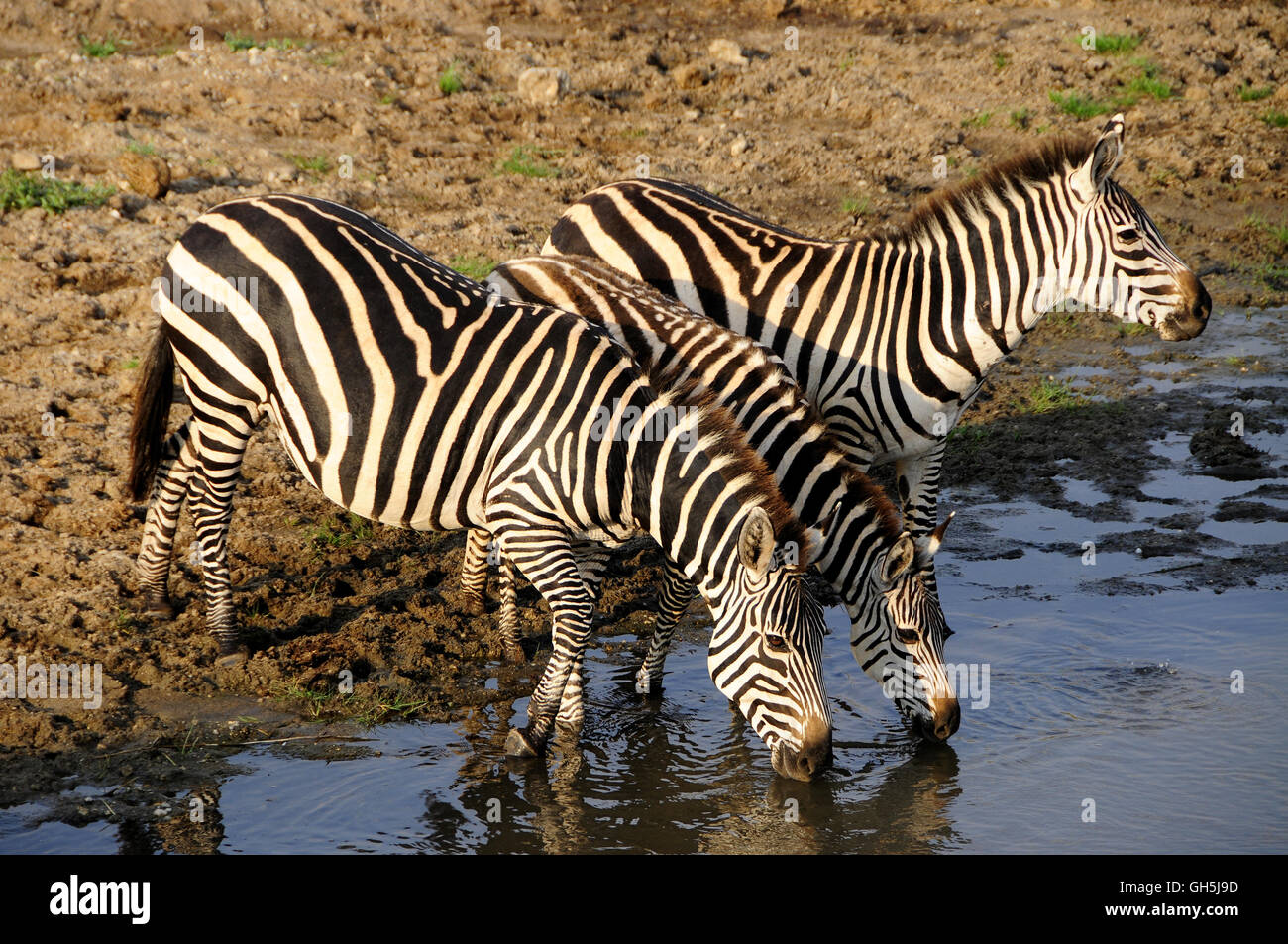 Zoologia / animali, mammifero (mammalia), zebra (Equus quagga) sulla riva del fiume Tarangire, Parco Nazionale di Tarangire e, Tanzania Africa, Additional-Rights-Clearance-Info-Not-Available Foto Stock