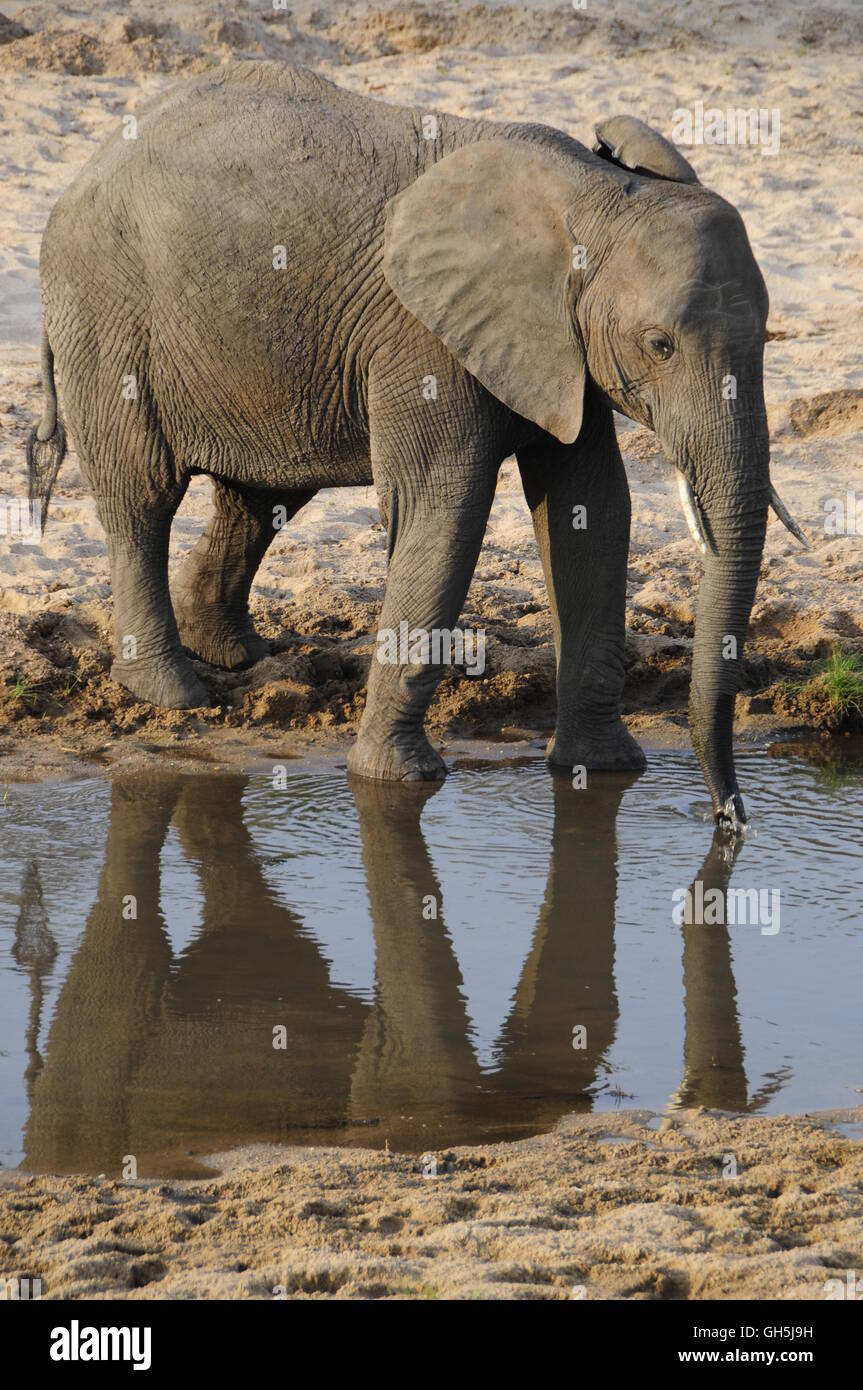 Zoologia / animali, mammifero (mammalia), elefante africano (Loxodonta africana) sulla riva del fiume Tarangire, Parco Nazionale di Tarangire e, Tanzania Africa, Additional-Rights-Clearance-Info-Not-Available Foto Stock