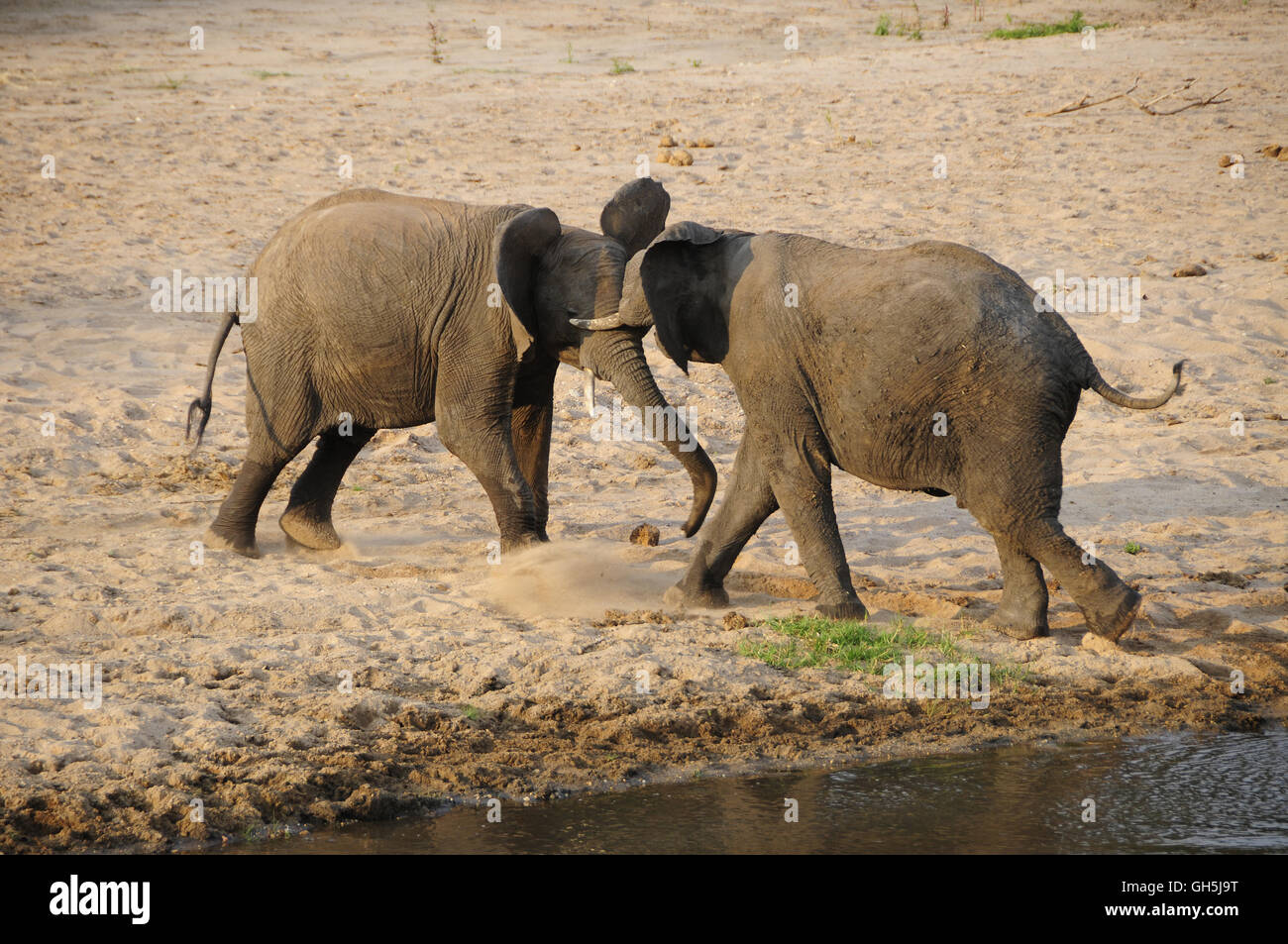 Zoologia / animali, mammifero (mammalia), la campagna di bull' elefante africano (Loxodonta africana) sulla riva del fiume Tarangire, Parco Nazionale di Tarangire e, Tanzania Africa, Additional-Rights-Clearance-Info-Not-Available Foto Stock