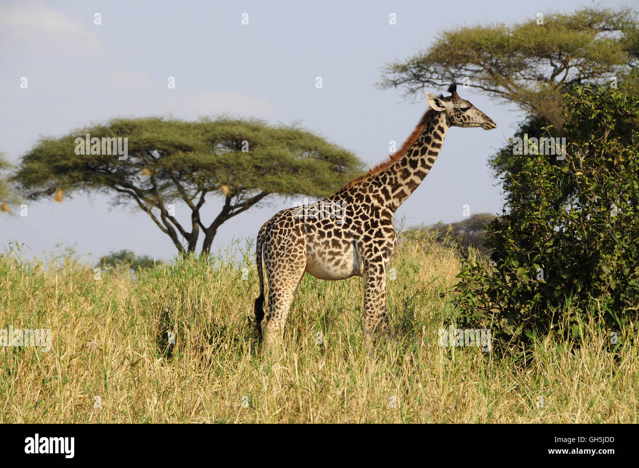 Zoologia / animali, mammifero (mammalia), Masai giraffe (Giraffa camelopardalis tippelskirchi), il Parco Nazionale di Tarangire e, Tanzania Africa, Additional-Rights-Clearance-Info-Not-Available Foto Stock