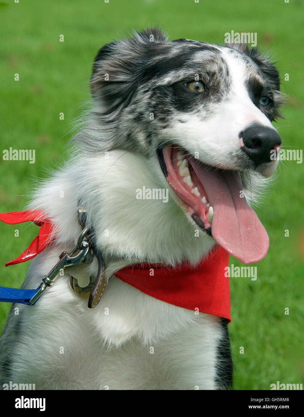 Cane da terapia, UK Foto Stock