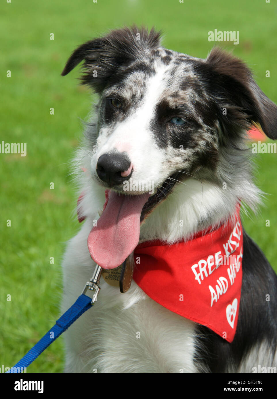 Cane da terapia, UK Foto Stock