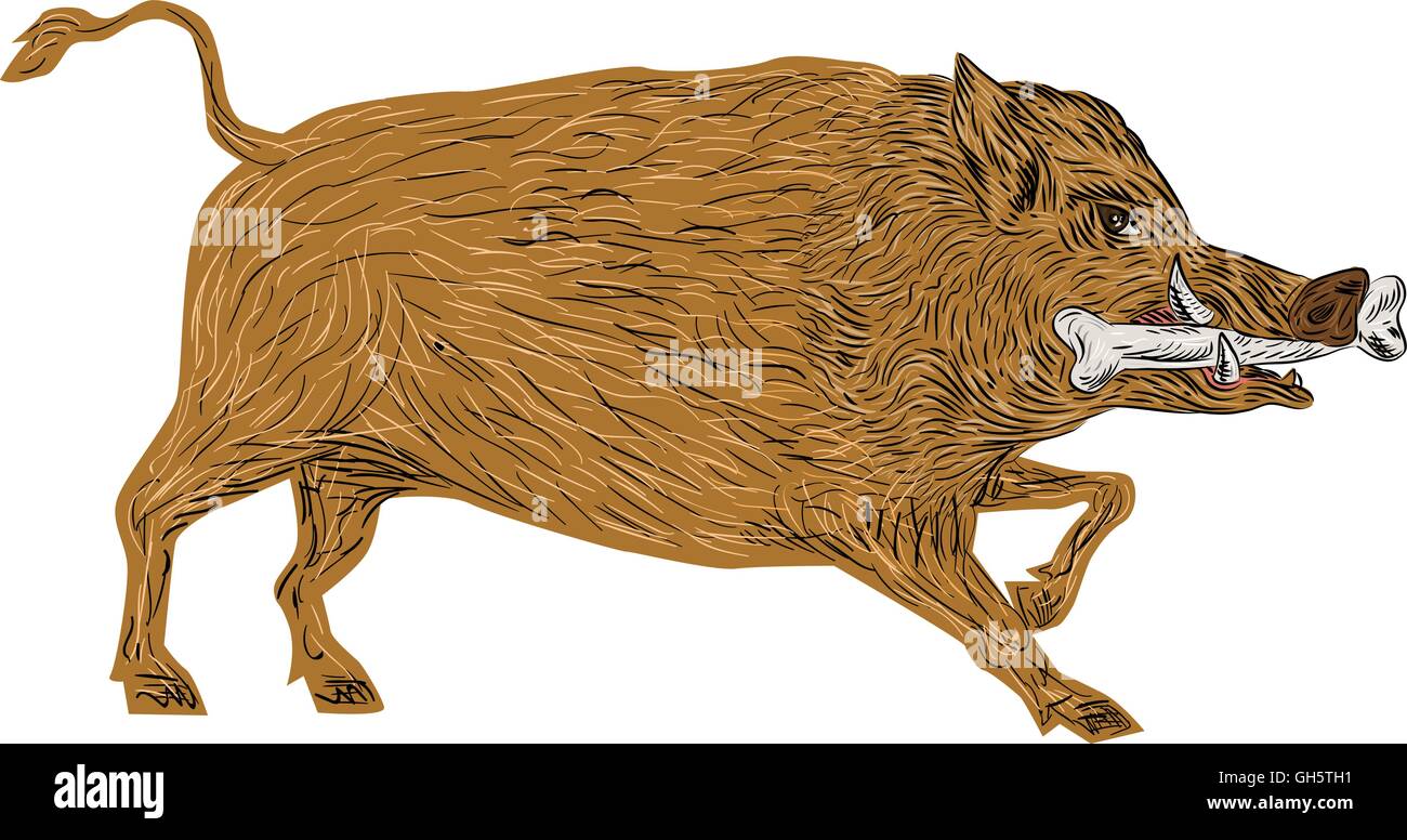 Illustrazione di un maiale selvatico cinghiale razorback camminando con osso in bocca visto dal lato impostato su isolato sfondo bianco fatto in stile retrò. Illustrazione Vettoriale