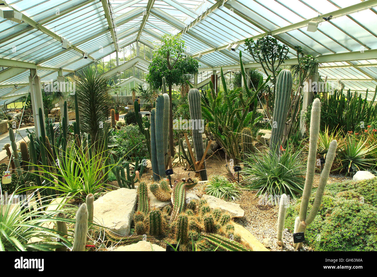 Le piante del deserto all'interno della Principessa di Galles conservatorio Royal Botanic Gardens, Kew, London, England, Regno Unito Foto Stock