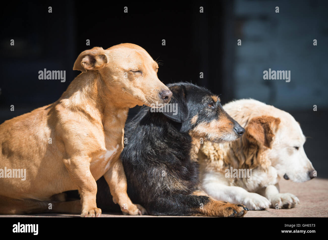 Assonnato gruppo di simpatici cani Foto Stock