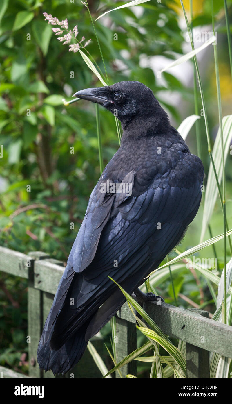 Giovani Carrion Crow Corvus corone corone in ambiente giardino REGNO UNITO Foto Stock