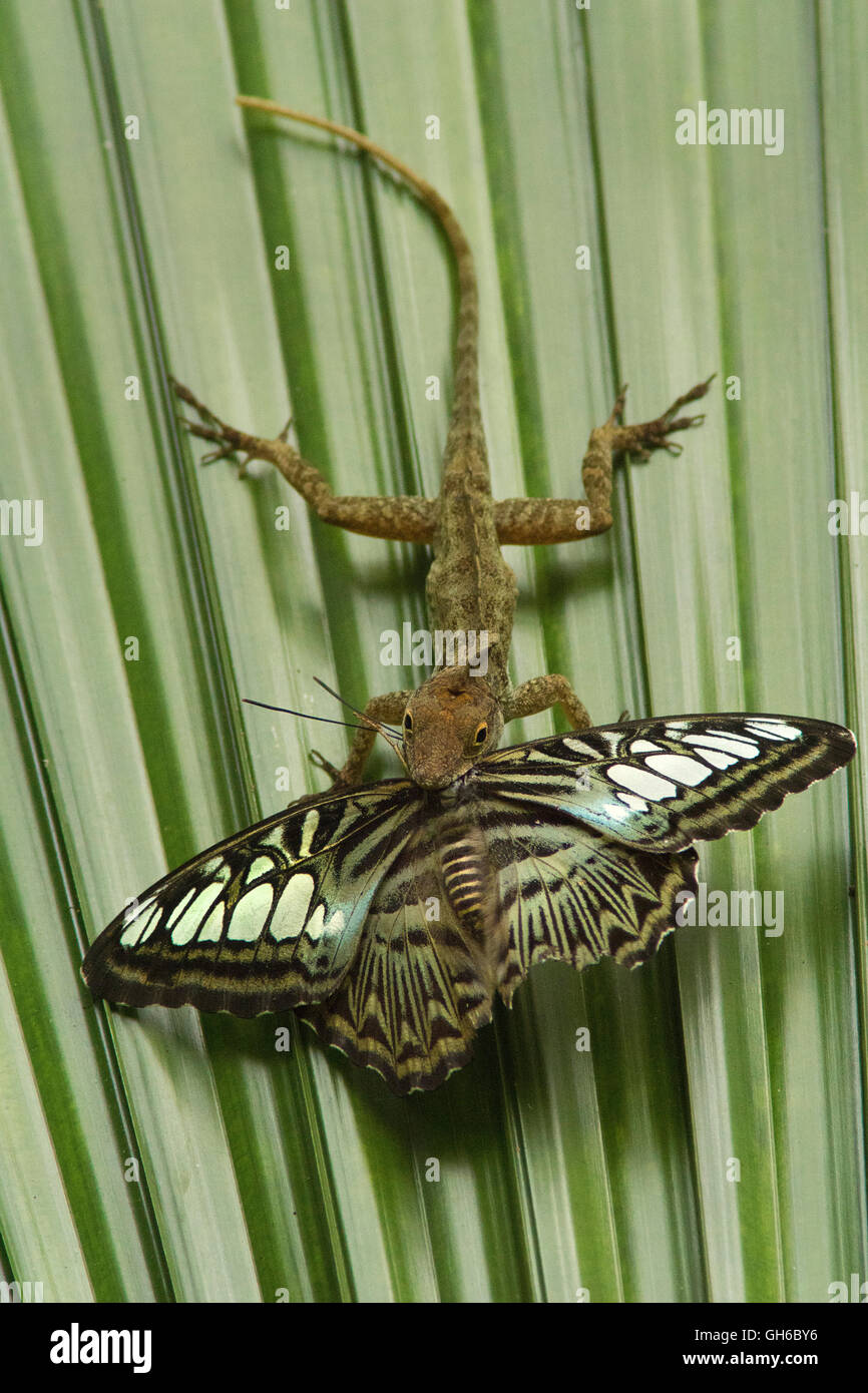 Butterfly catturato da brown anole Foto Stock