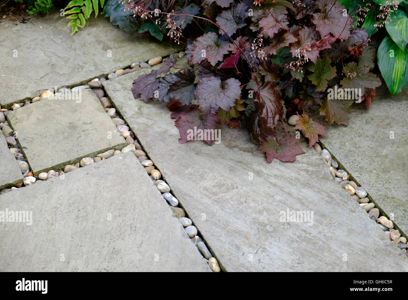 Heuchera fogliame e pavimentazione in pietra giardino dettaglio Foto Stock