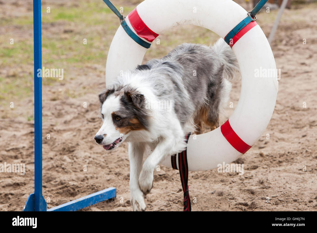 Il marrone ed il grigio cane salti attraverso hoop Foto Stock