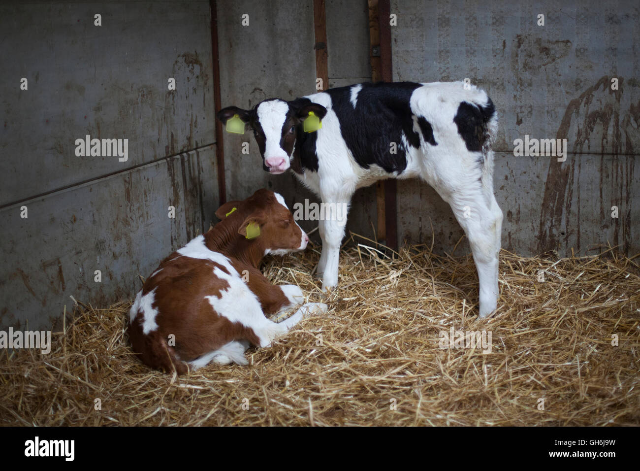 Vitello rosso si trova in paglia e nero uno stand in stabile Foto Stock