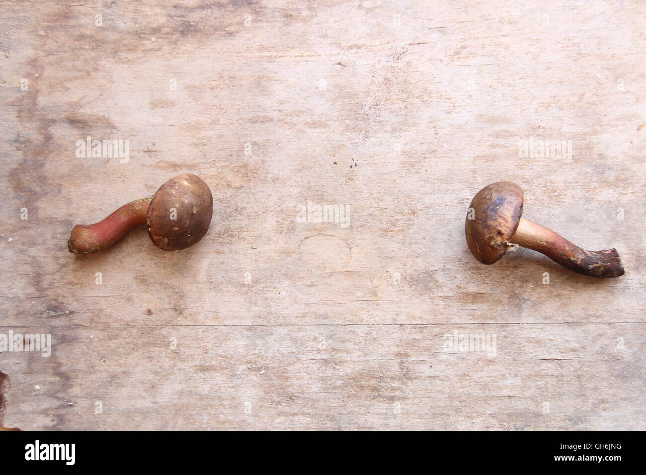 Sfondo di cibo, funghi Foto Stock