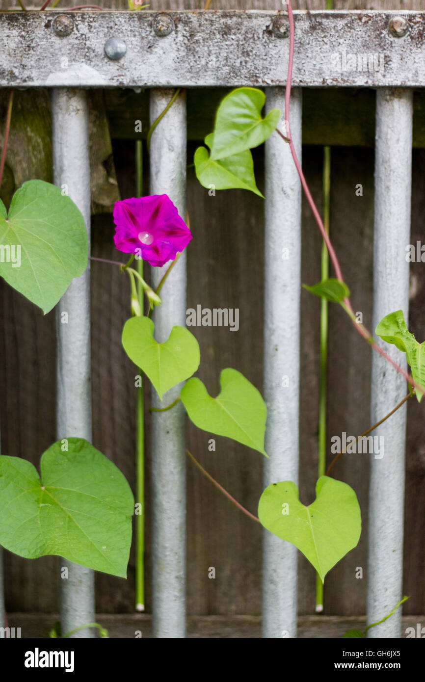 Unica gloria di mattina bloom su un rustico di recinzione in ferro con uno sfondo di legno Foto Stock