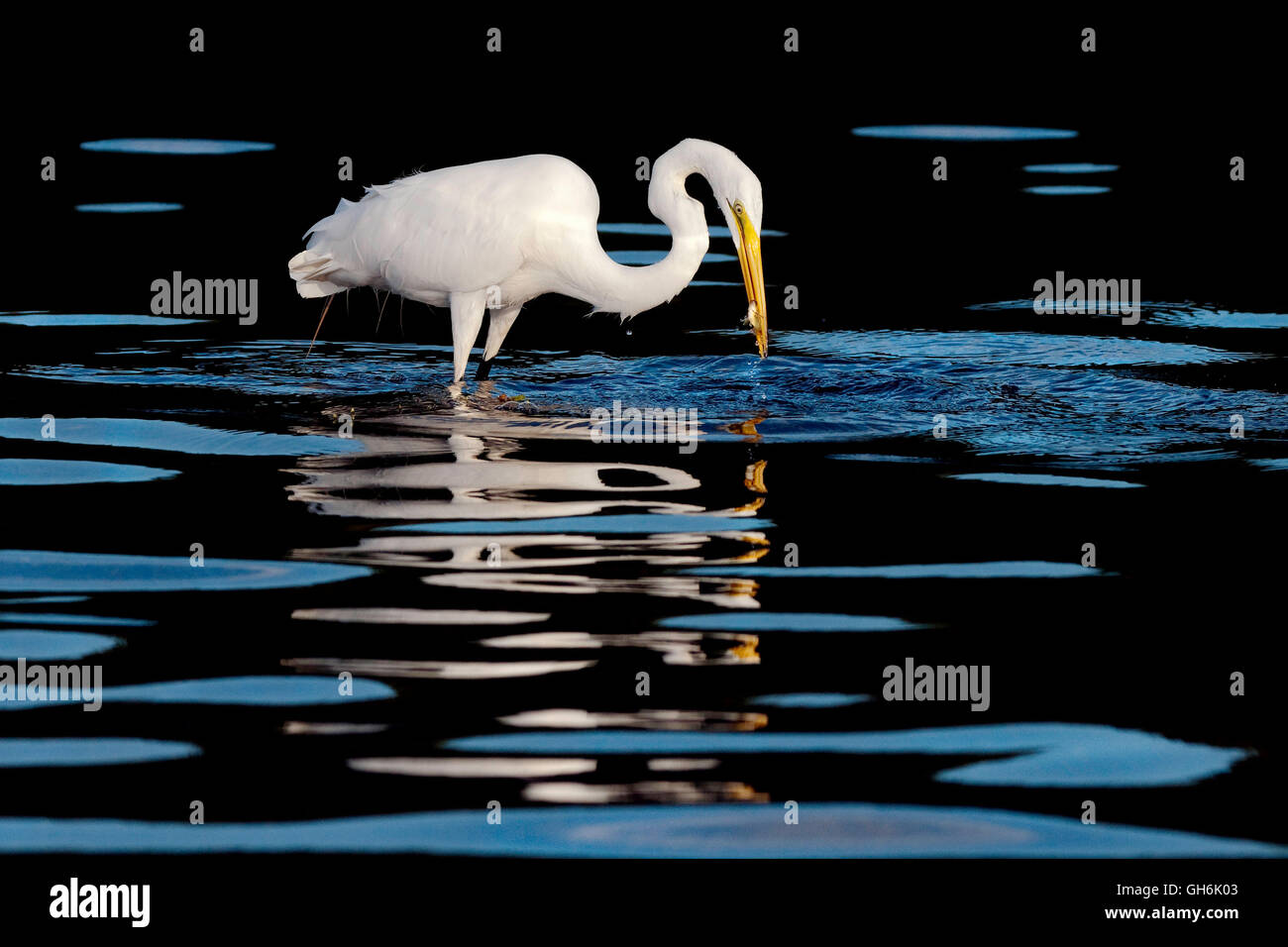 Grande airone bianco predator Foto Stock