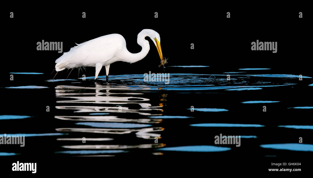 Grande airone bianco hunter Foto Stock