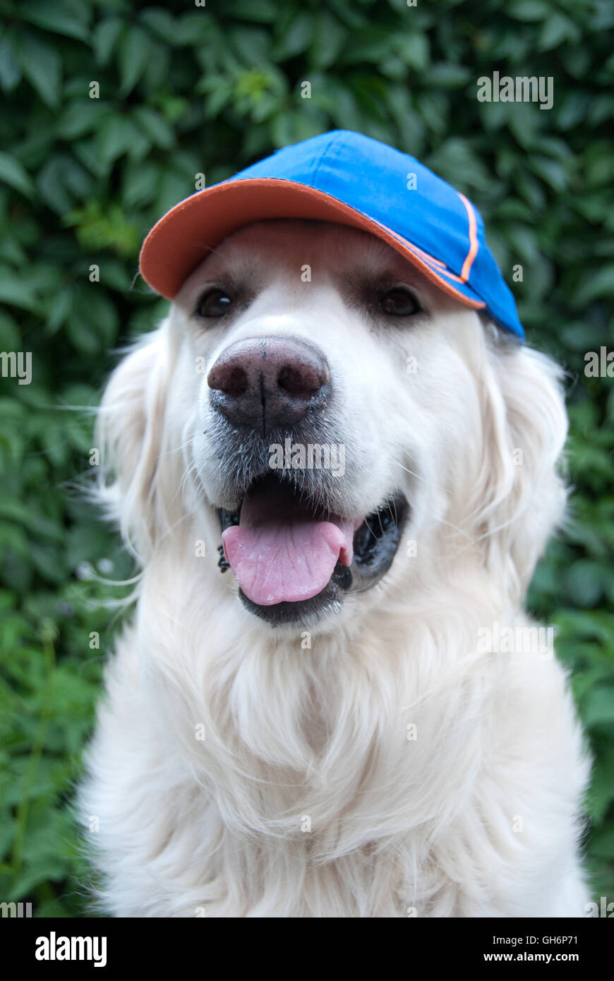 Il golden retriever cane con un cappello da baseball Foto stock - Alamy
