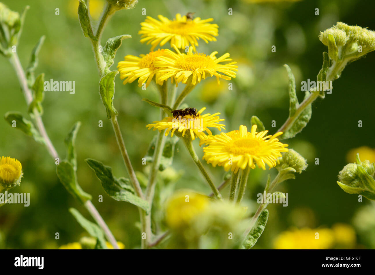 Giallo fleabane comune fiori con un piccolo heriades truncorum bee tenendo il nettare Foto Stock