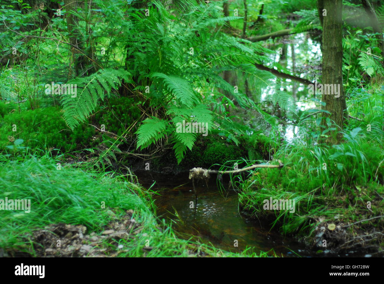 Erba della foresta, fiume della foresta, erba, erba verde Foto Stock