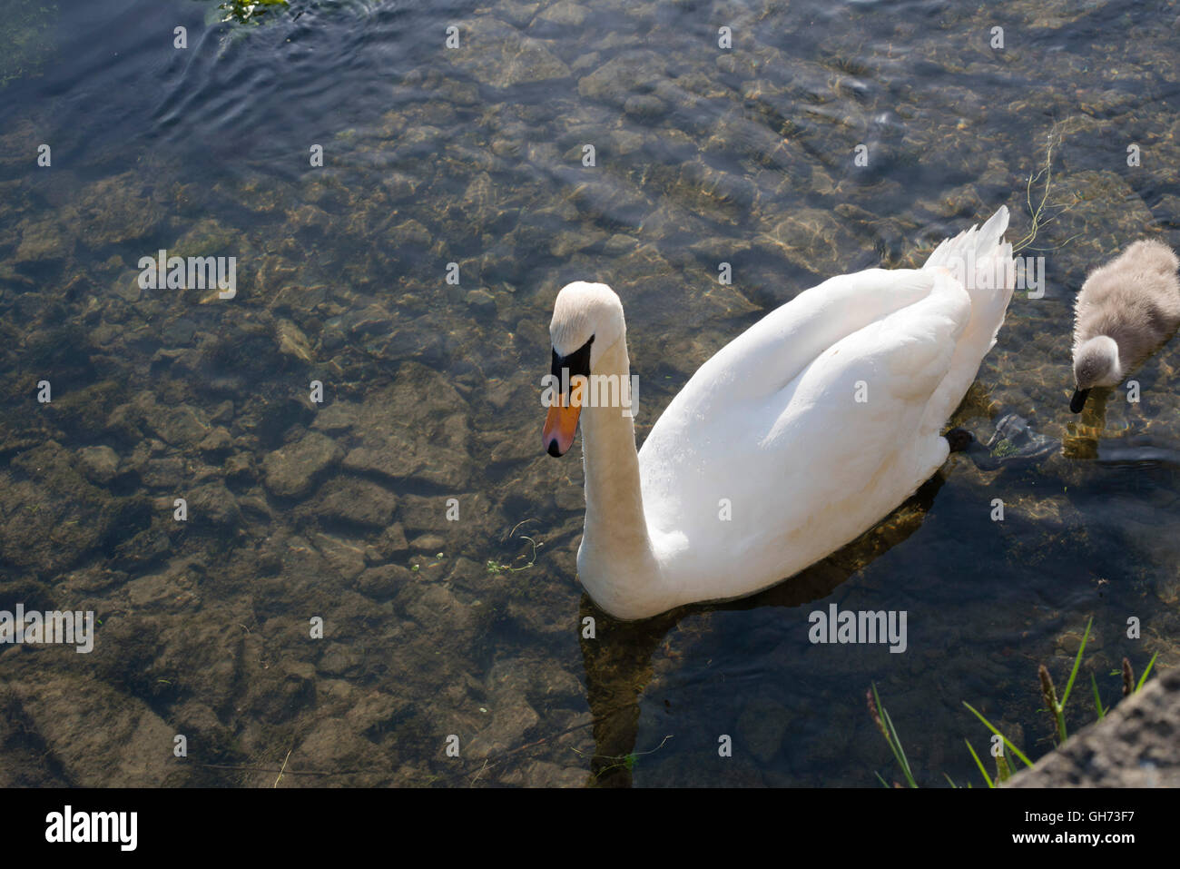 Elegante madre Swan nuotare in acque cristalline con baby cygnet Foto Stock