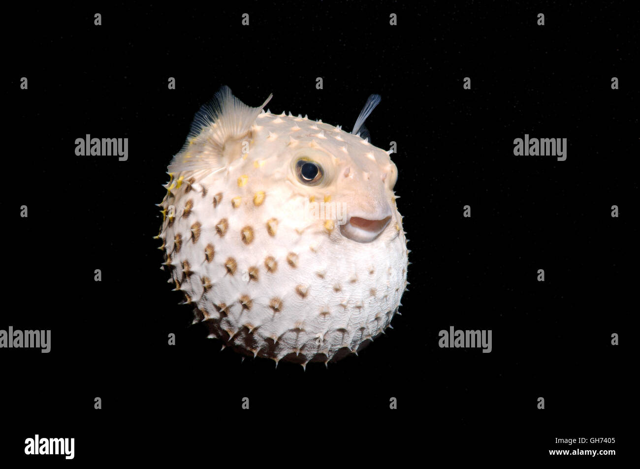 Spotbase burrfish o Yellowspotted burrfish (Cyclichthys spilostylus) in immersioni notturne. Mar Rosso, Egitto, Africa Foto Stock