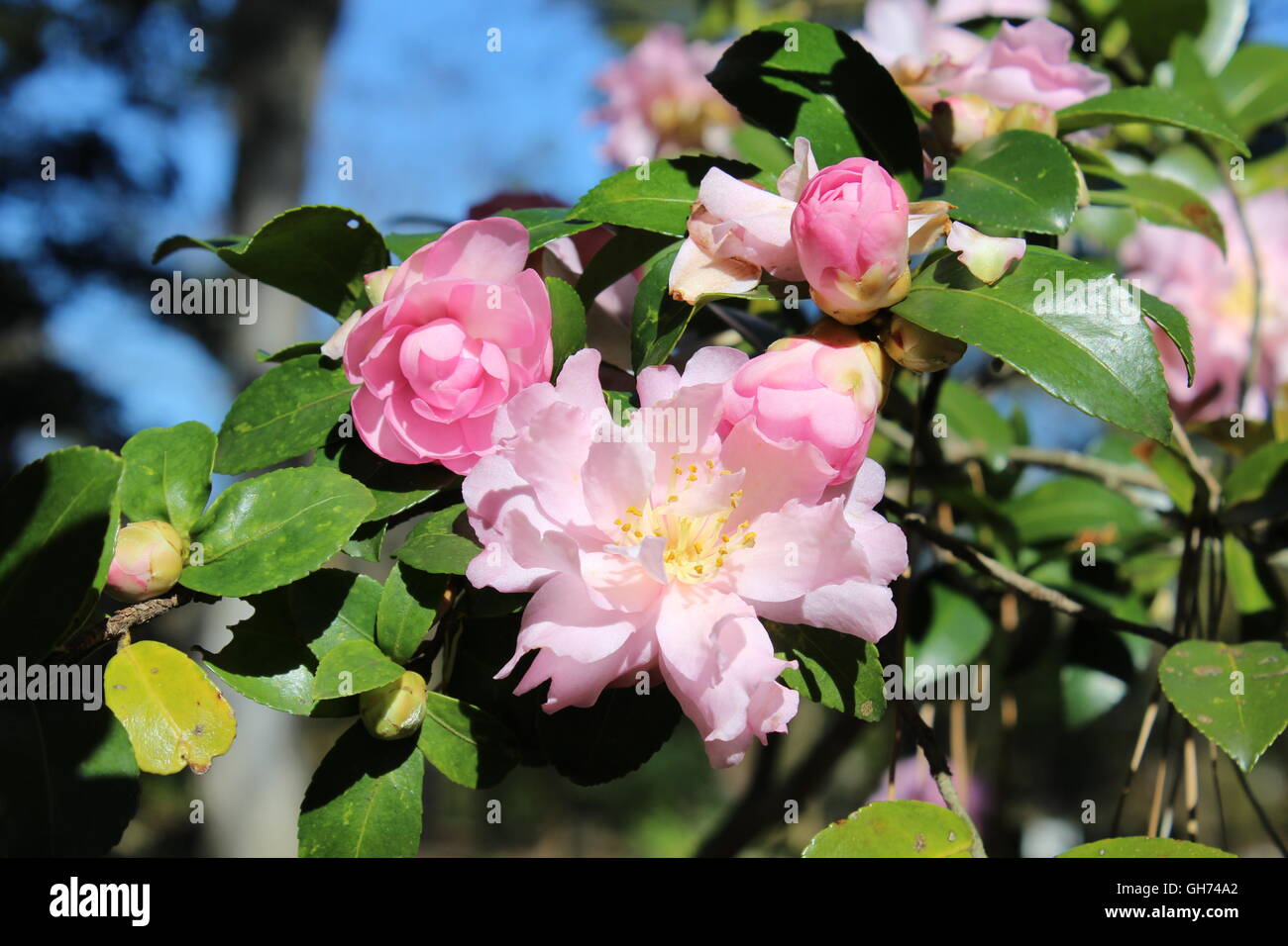 Camellia fiorisce in Glen Cairn giardino, Rock Hill, Carolina del Sud Foto Stock