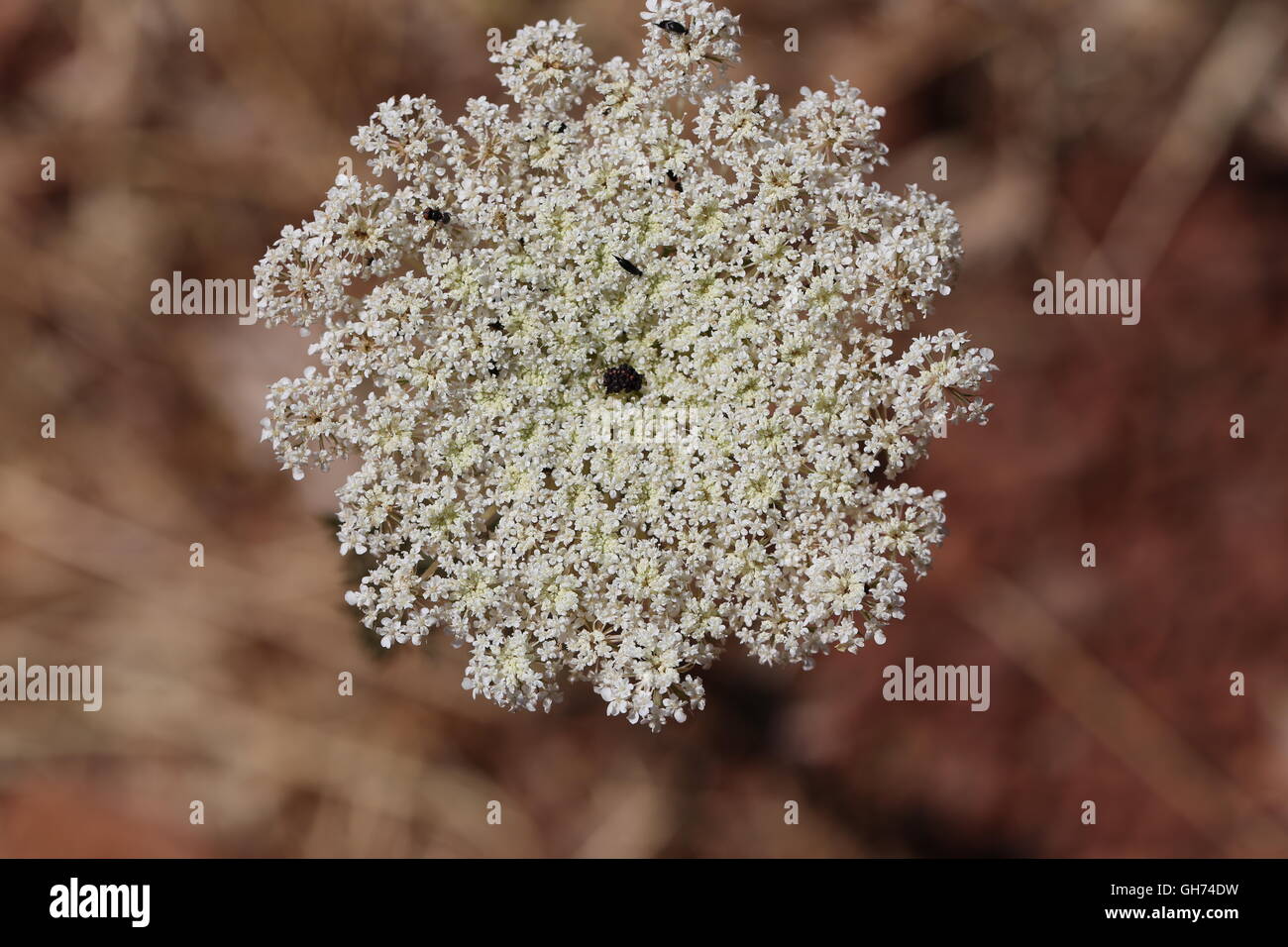 Selvaggio Fiore di carota. Testa di fiori selvatici di carota - Daucus carota subsp, Carota, Daucus Carota maximus. Foto Stock