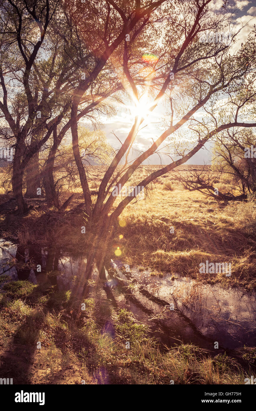 Sunburst attraverso pioppi neri americani alberi da un ruscello vicino al vescovo in California. Foto Stock