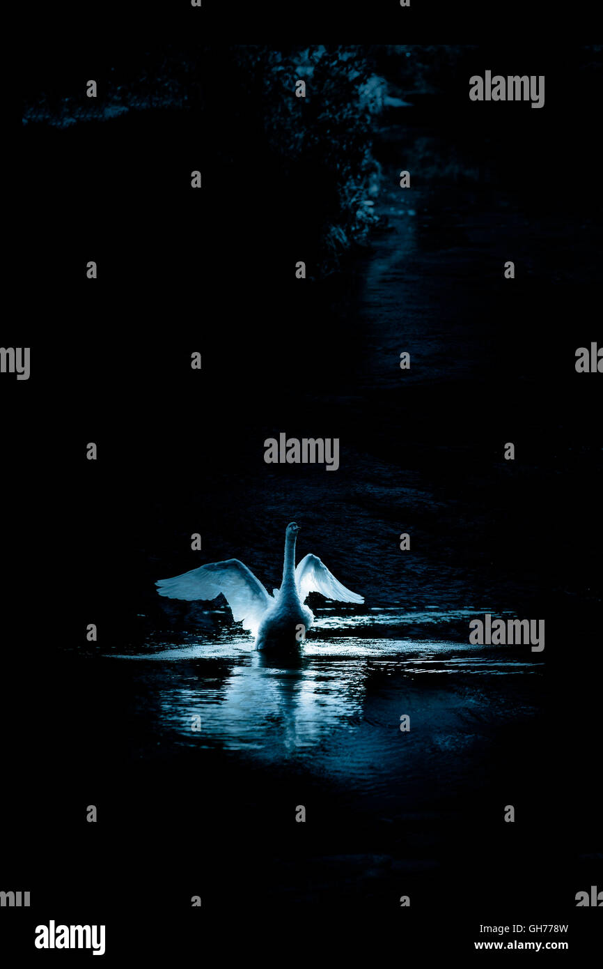Il fiume di notte con cigno e spazio di copia Foto Stock