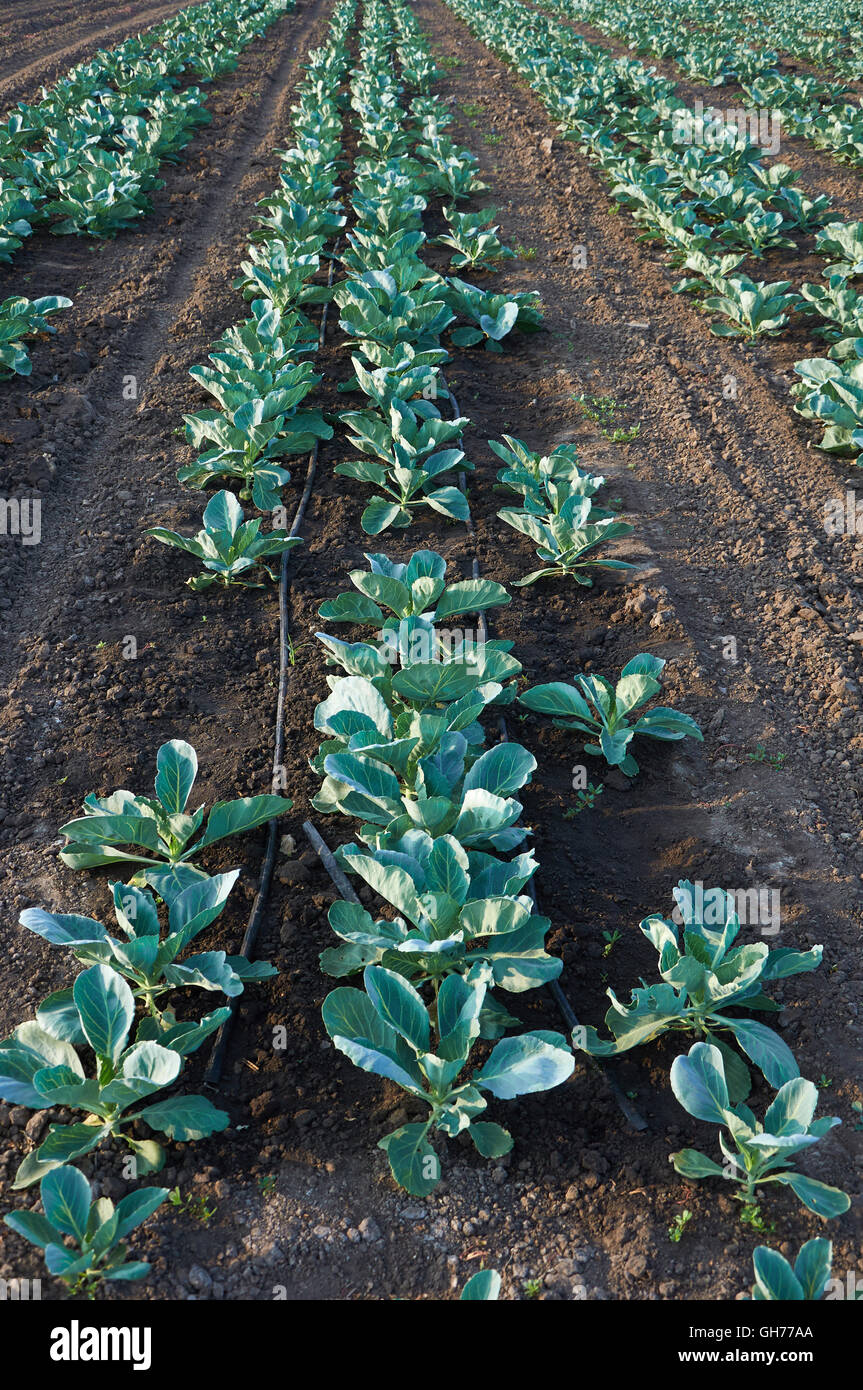 Lunghi filari di cavolo immaturi con impianto di irrigazione Foto Stock