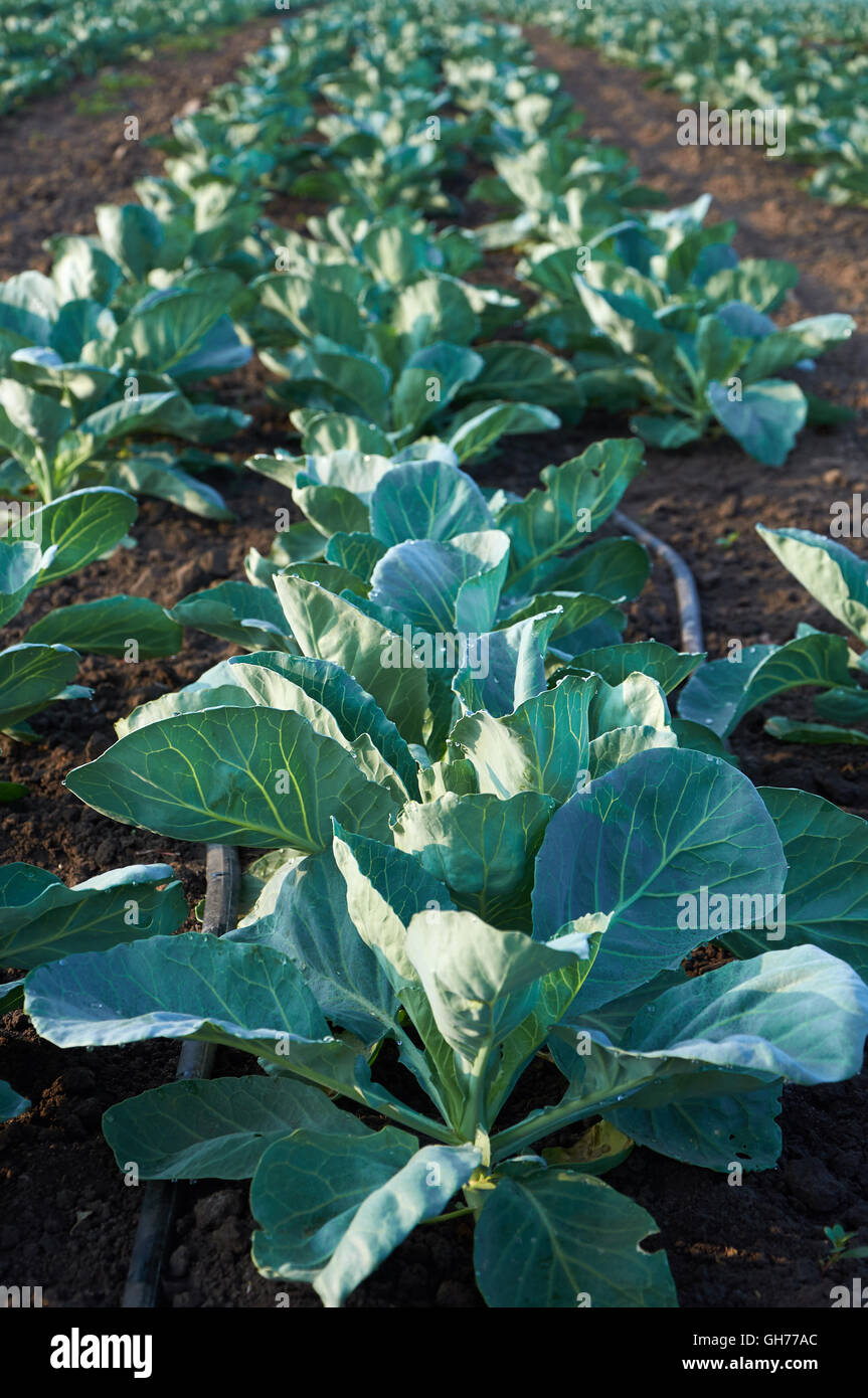 Lunghi filari di cavolo immaturi con impianto di irrigazione Foto Stock