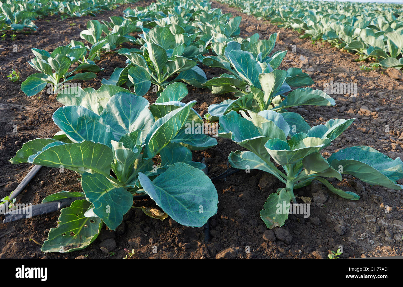 Lunghi filari di cavolo immaturi con impianto di irrigazione Foto Stock