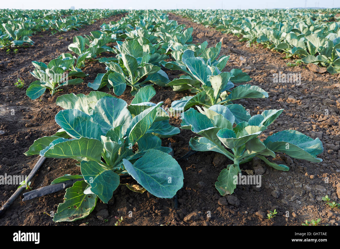 Lunghi filari di cavolo immaturi con impianto di irrigazione Foto Stock